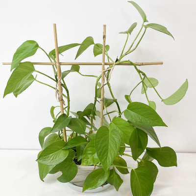 100% πάσσαλοι 6m μπαμπού πρώτης ύλης Trellis Handcrafted στεφανών μορφής του U λουλούδι υποστήριξης