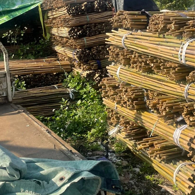 18 mm έως 160 mm Διαμέτρου Μπαμπού Κάννα Moso Μπαμπού Στύλος Κατασκευή Γεωργία